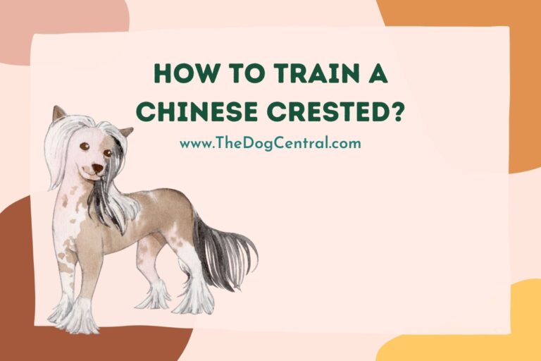 how to train a Chinese Crested