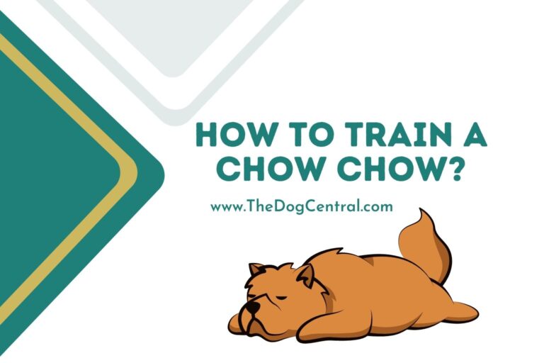 how to train a Chow Chow