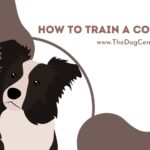 How to Train a Collie?