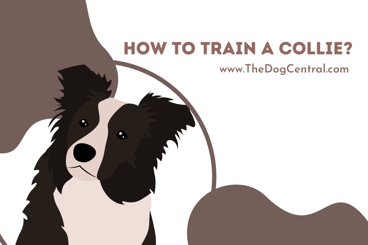 how to train a Collie