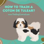 How to Train a Coton De Tulear?