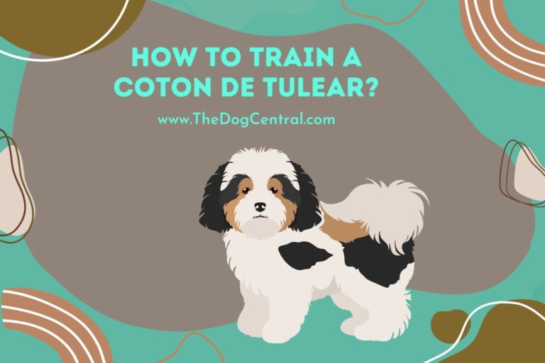 how to train a Coton de Tulear