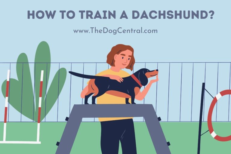 how to train a Dachshund