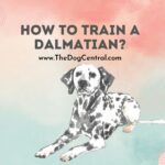 How to Train a Dalmatian?