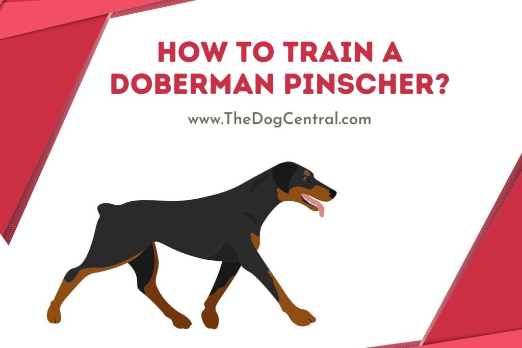 How to Train a Doberman Pinscher in Obedience? The Dog Central