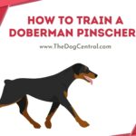 How to Train a Doberman Pinscher in Obedience?