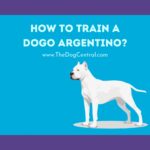 How to Train a Dogo Argentino?