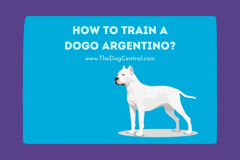 how to train a Dogo Argentino