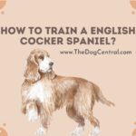 How to Train an English Cocker Spaniel Puppy?