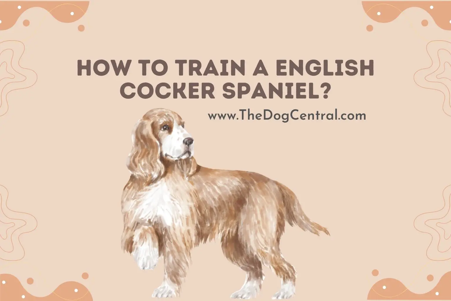 how to train a English Cocker Spaniel