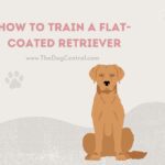 How to Train a Flat-Coated Retriever?