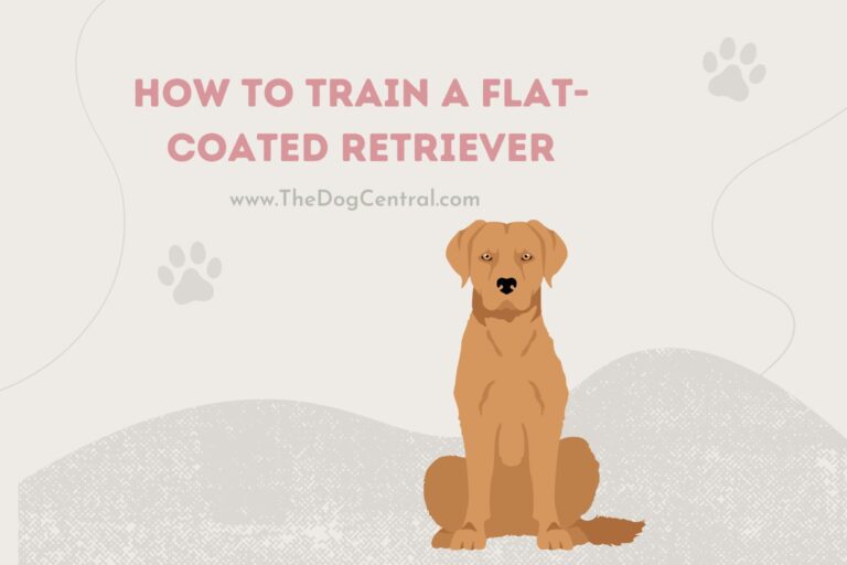 how to train a Flat-Coated Retriever