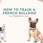 How to Train a French Bulldog