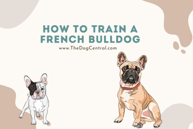 how to train a French Bulldog