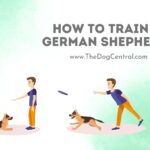 How to Train a German Shepherd Puppy