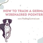 How to Train a German Wirehaired Pointer?