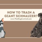 How to Train a Giant Schnauzer?