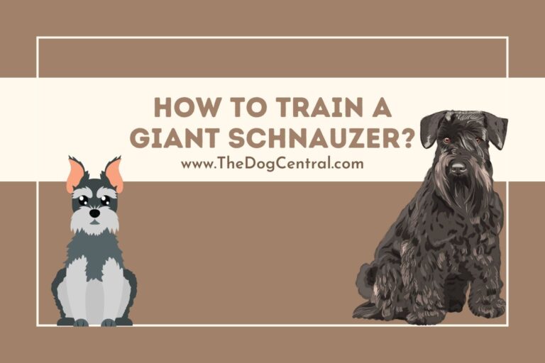 how to train a Giant Schnauzer