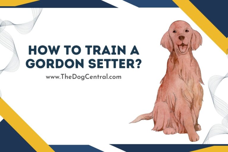 how to train a Gordon Setter