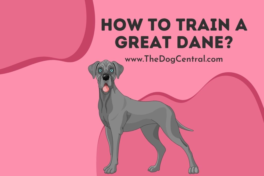 How to Train a Great Dane? The Dog Central