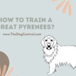 How to Train a Great Pyrenees?