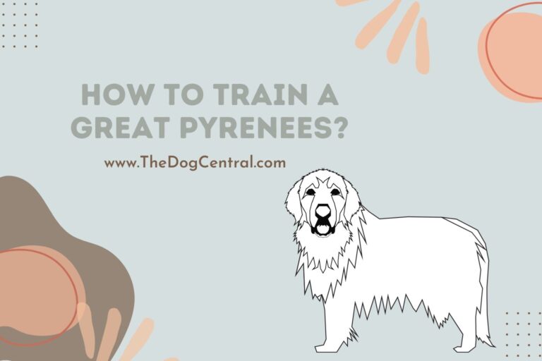 how to train a Great Pyrenees