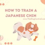 How to Train a Japanese Chin?