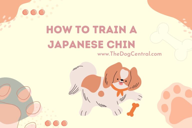 how to train a Japanese Chin