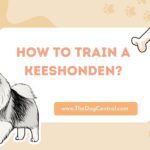 How to Potty Train a Keeshonden?