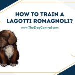 How to Train a Lagotto Romagnolo?