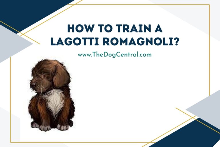 how to train a Lagotti Romagnoli