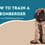 How to Train a Leonberger Puppy?