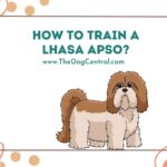 How to Train a Lhasa Apso?