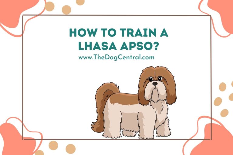 how to train a Lhasa Apso