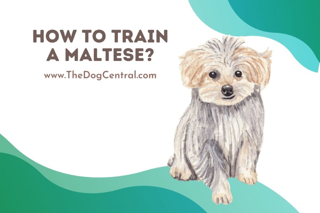 How to Train a Maltese? The Dog Central