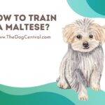 How to Train a Maltese?