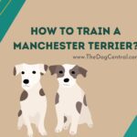 How to Train a Manchester Terrier?