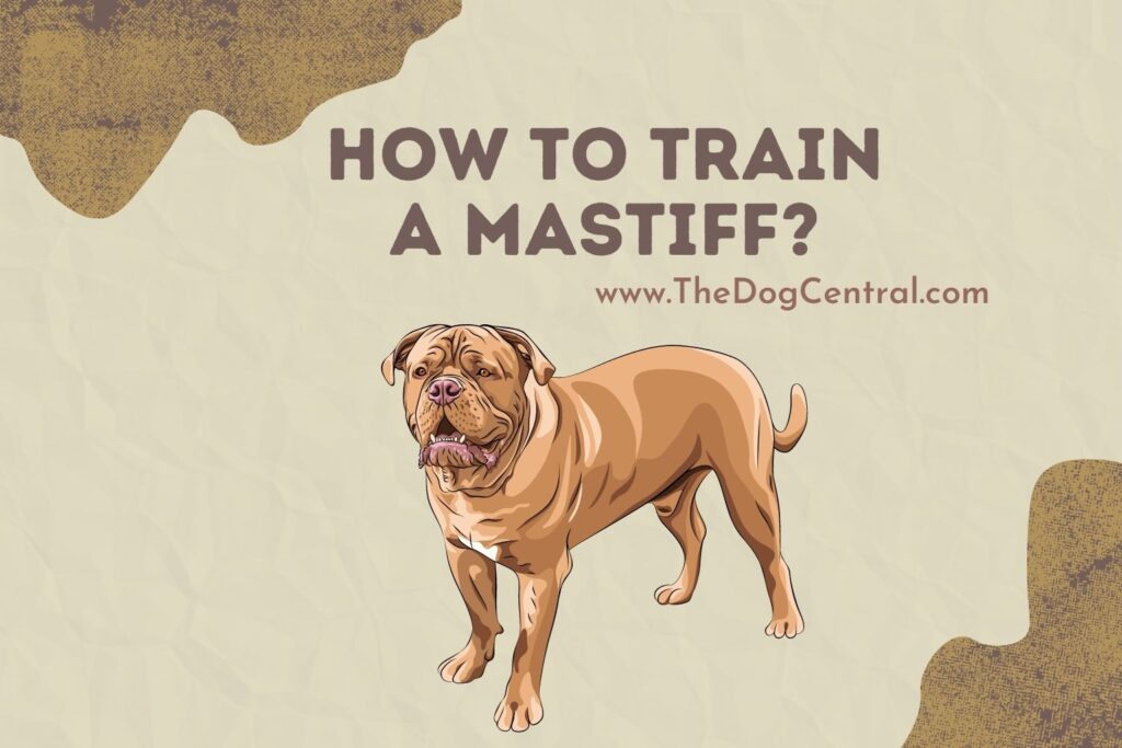 How to Train a Mastiff? The Dog Central