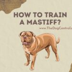 How to Train a Mastiff?