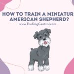 How to Train a Mini American Shepherd?