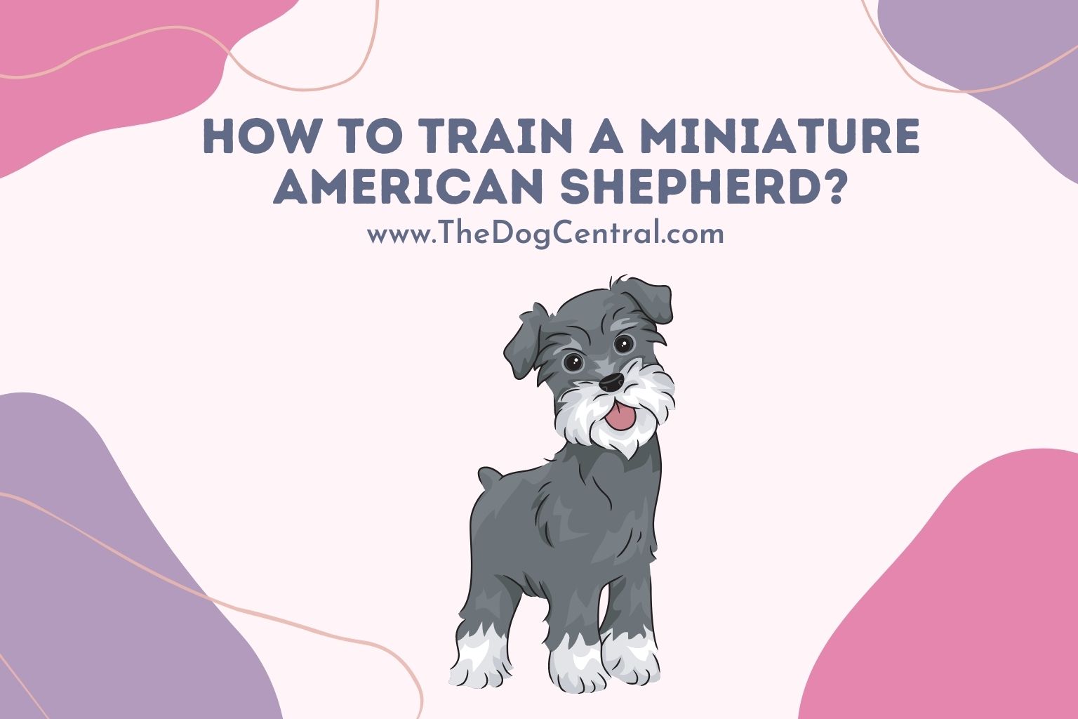 how to train a Miniature American Shepherd