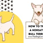 How to Train a Mini Bull Terrier?