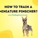 How to Train a Miniature Pinscher?