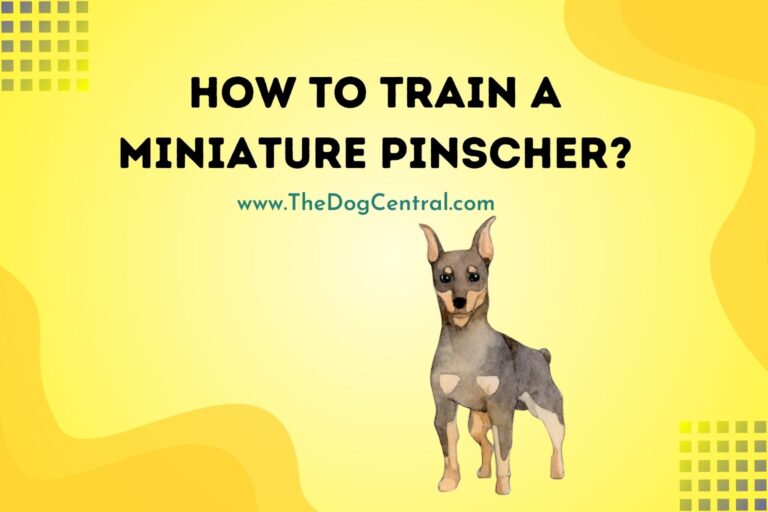 how to train a Miniature Pinscher
