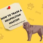 How to Train a Neapolitan Mastiff?