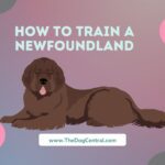 How to Train a Newfoundland?