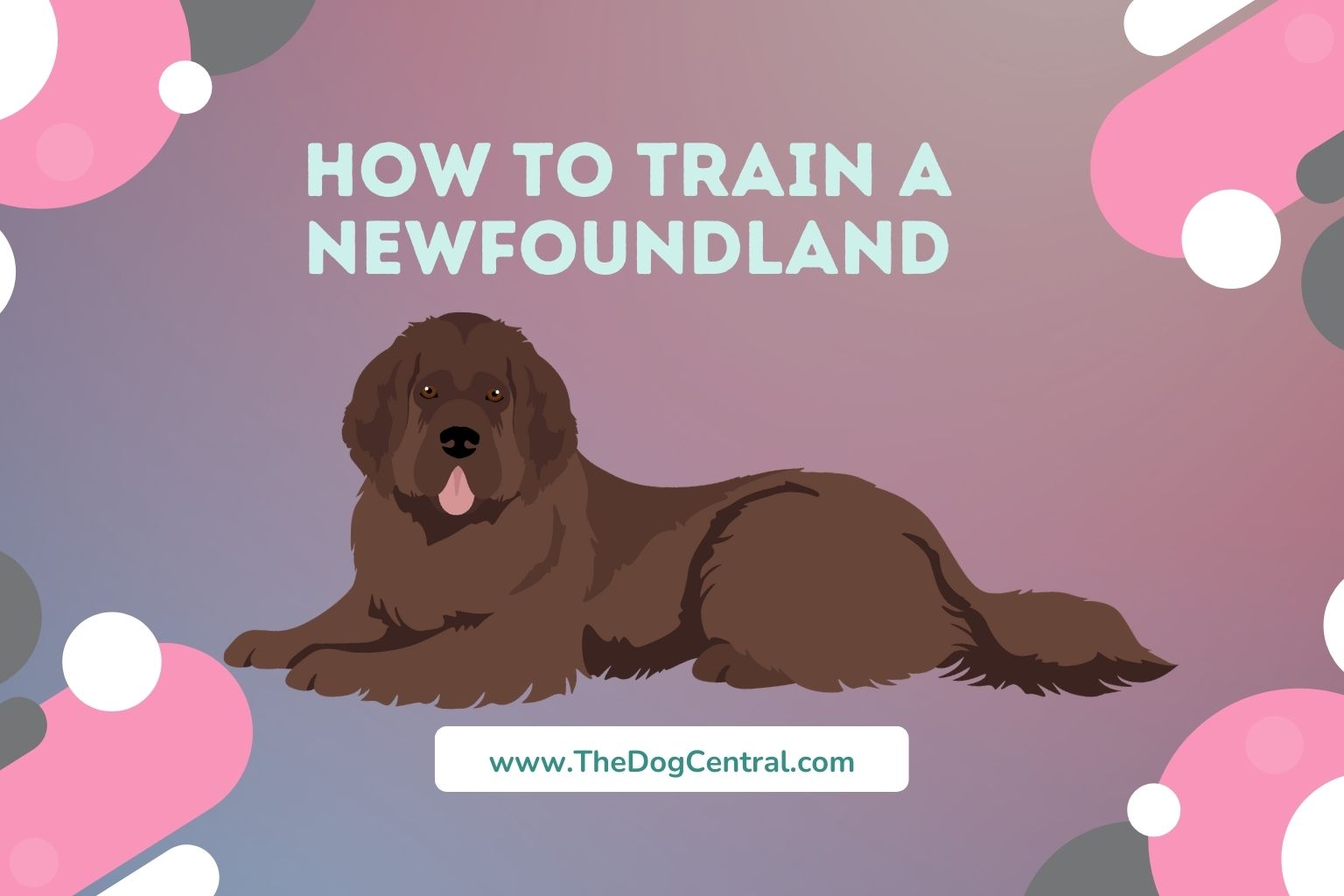 how to train a Newfoundland