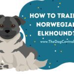 How to Train a Norwegian Elkhound?
