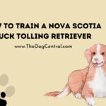 How to Train a Nova Scotia Duck Tolling Retriever?