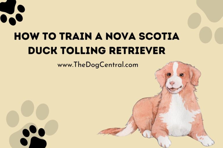 how to train a Nova Scotia Duck Tolling Retriever